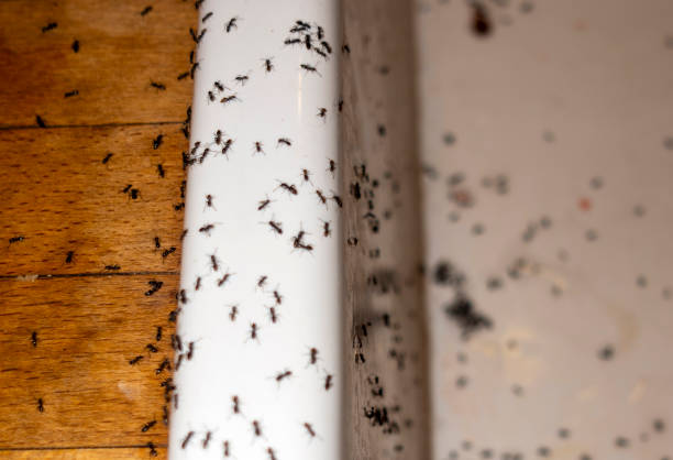 Best Wasp Removal Services  in New Castle, PA